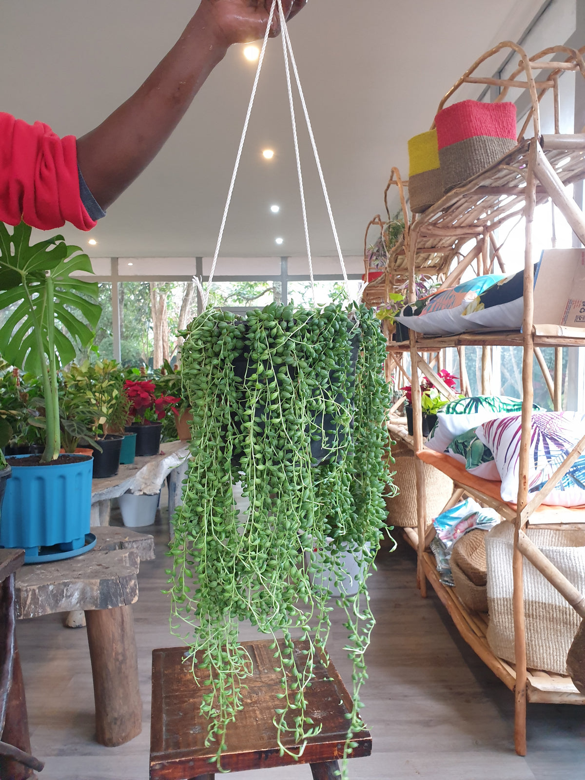 String of Tears | Order Online Now | Planty Kenya