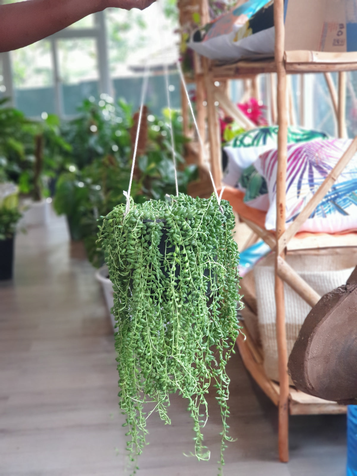 String of Tears | Order Online Now | Planty Kenya