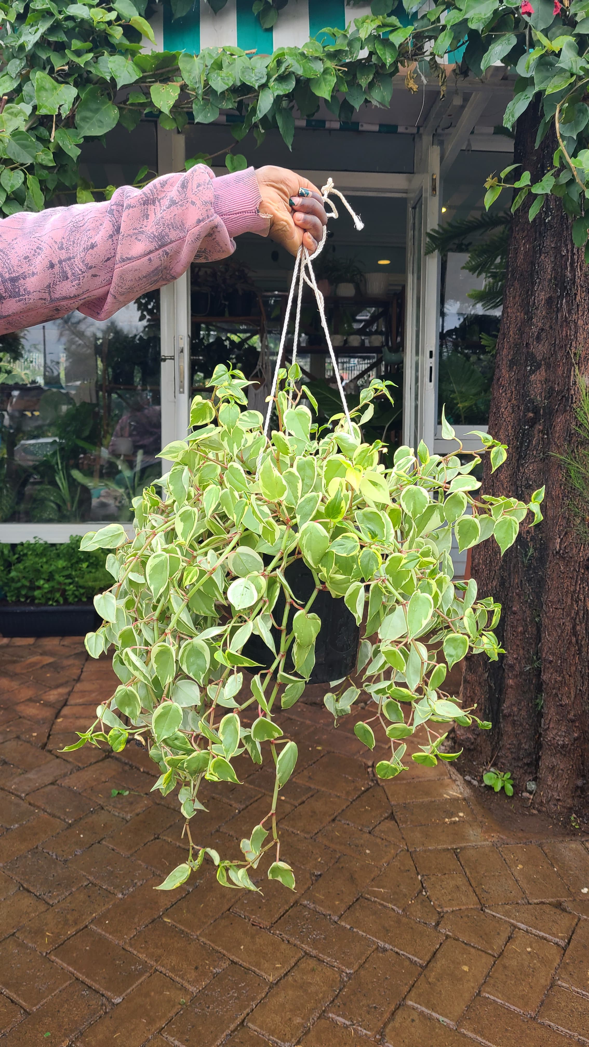 Radiator Plants – Planty Kenya