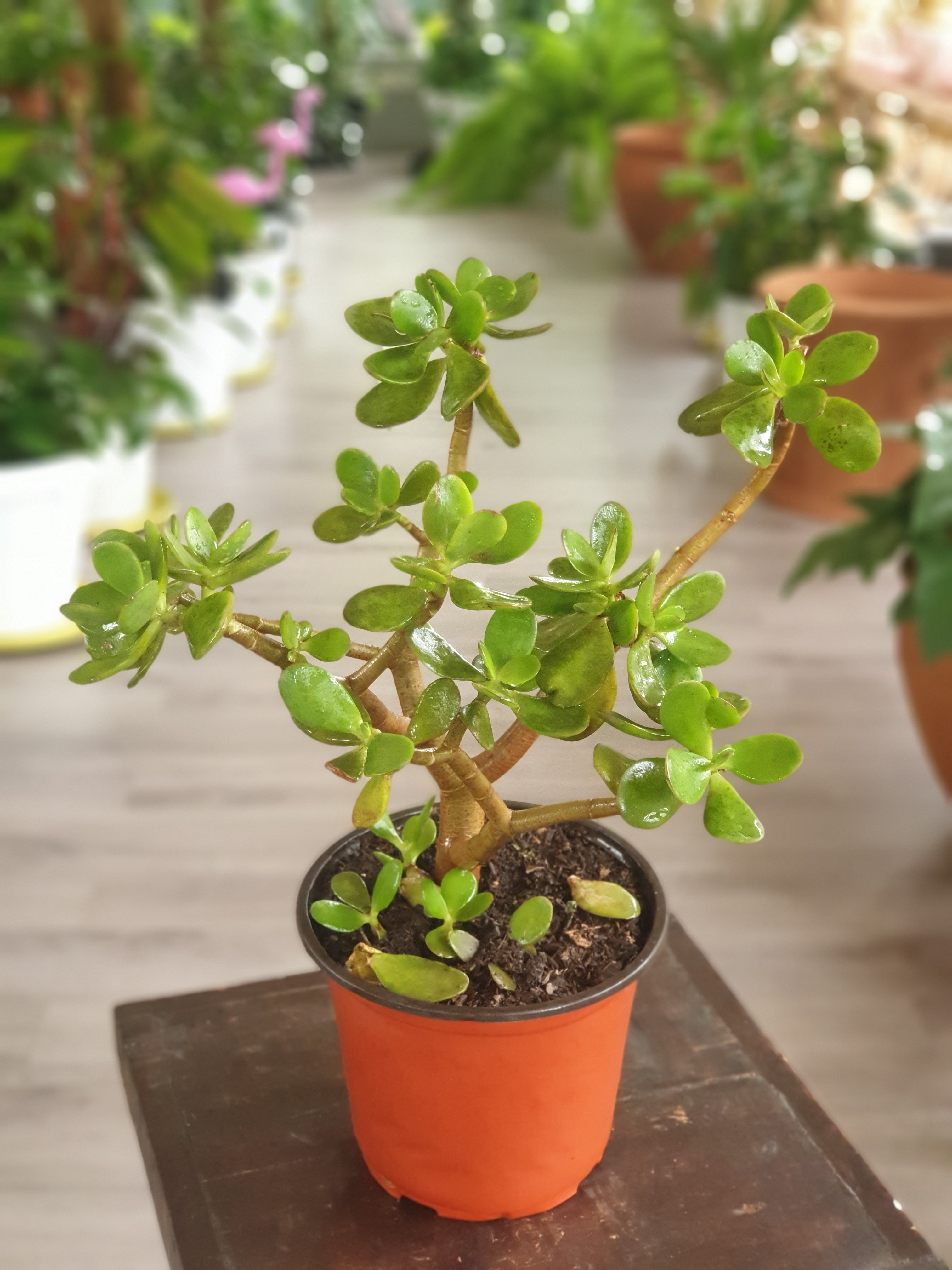 Crassula ovata (Jade Plant) Small Order Online Now Planty Kenya
