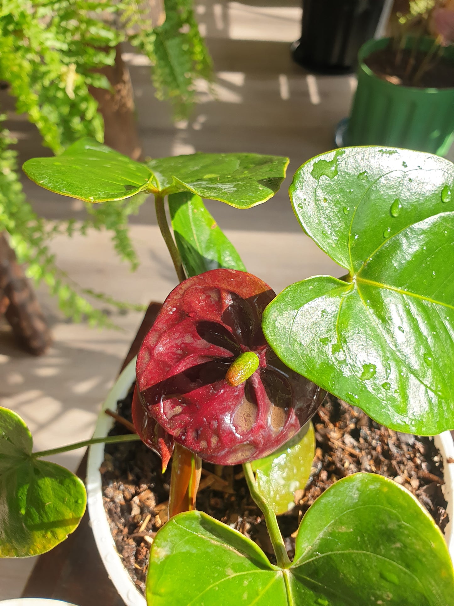 Black Queen Anthurium Order Now Online Planty Kenya