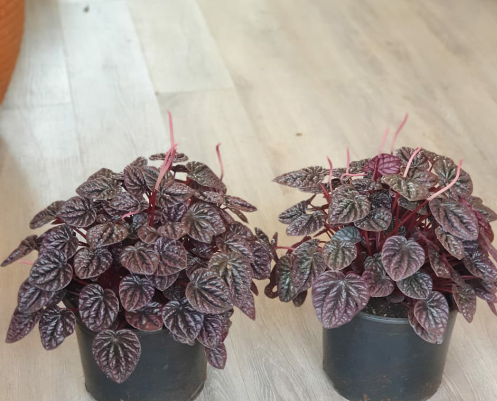 Peperomia Caperata Order Online Now Planty Kenya
