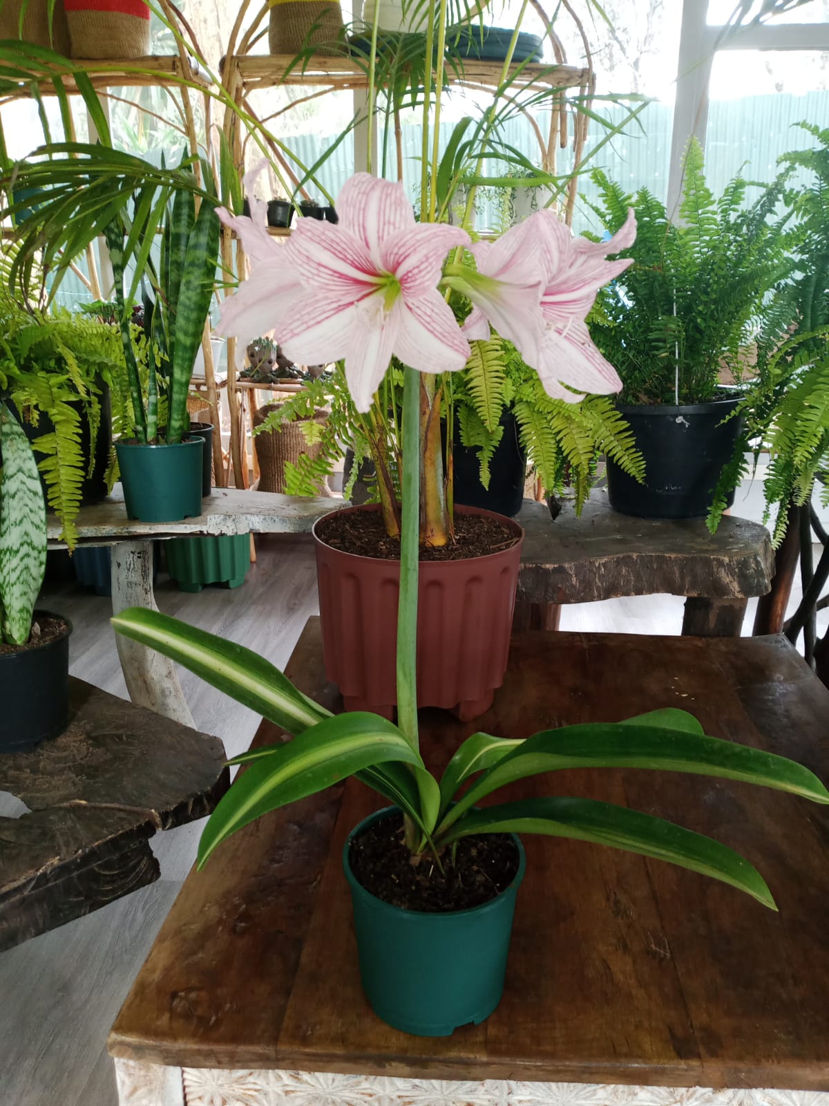 Amarylis | Order Now Online | Planty Kenya