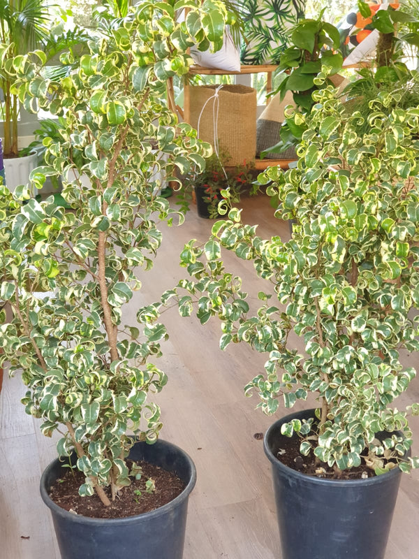 Ficus Benjamina Pandora (Curly Weeping fig) – Planty Kenya